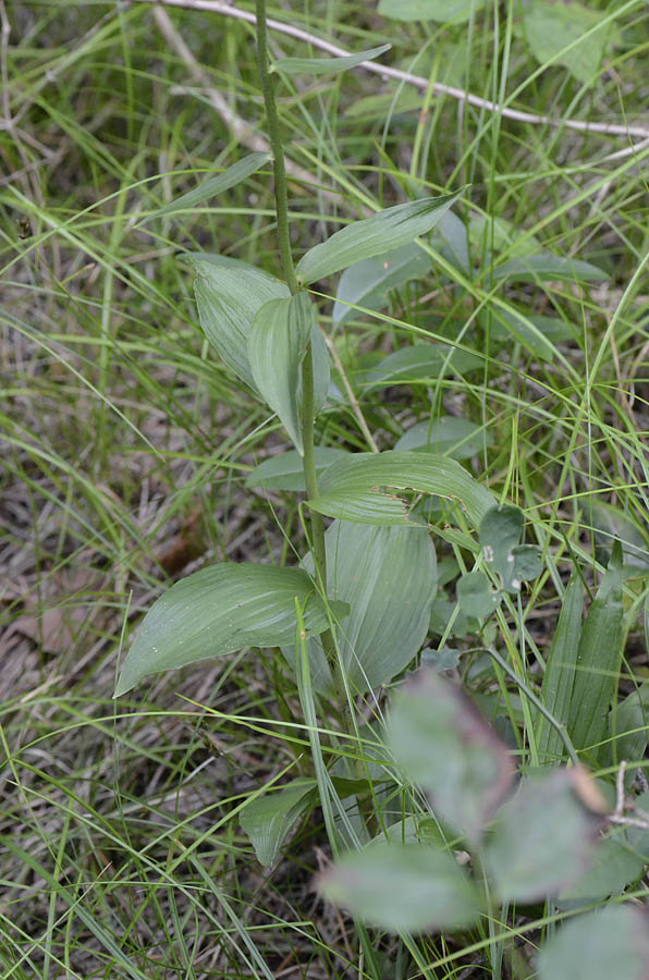 Epipactis del Vicentino,   sp. ?